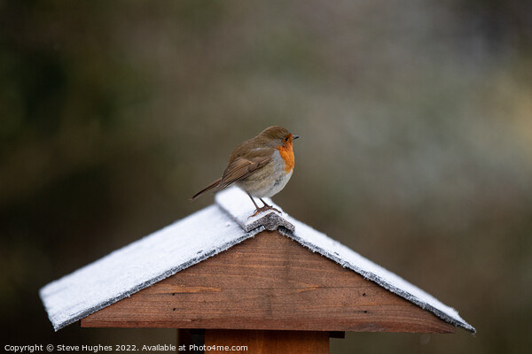 Robin scouting its territory Picture Board by Steve Hughes