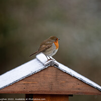 Buy canvas prints of Robin scouting its territory by Steve Hughes