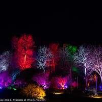 Buy canvas prints of Colourful trees at night by Steve Hughes