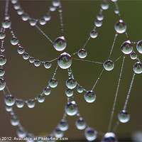 Buy canvas prints of Droplets of water on spiders web by Steve Hughes