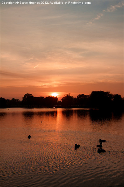 Bushy Park Sunset Picture Board by Steve Hughes