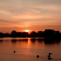 Buy canvas prints of Bushy Park Sunset by Steve Hughes