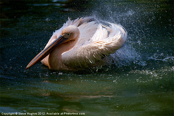 Splashing Pelican Picture Board by Steve Hughes