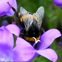 Buy canvas prints of Purple Busy Bumble Bee macro by Steve Hughes