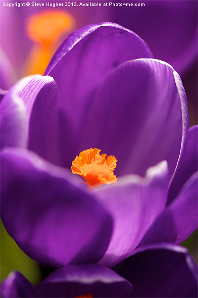 Spring Purple Crocus flower Picture Board by Steve Hughes