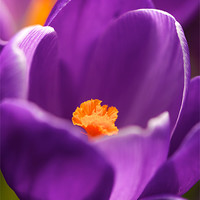Buy canvas prints of Spring Purple Crocus flower by Steve Hughes