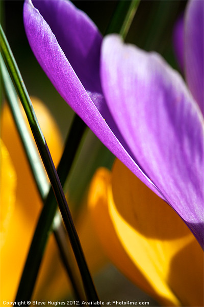 Spring  Crocus Flowers Abstract Picture Board by Steve Hughes