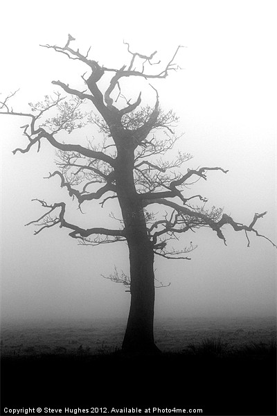 Misty tree in Winter Picture Board by Steve Hughes