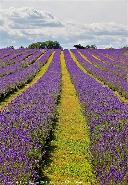 Mayfield Lavender Fields Surrey Picture Board by Steve Hughes