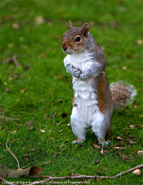 Grey Squirrel begging for food Picture Board by Steve Hughes