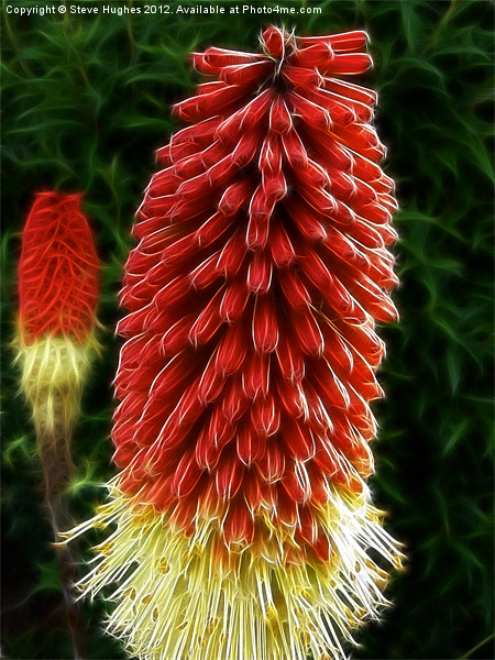 Red Hot Pokers Picture Board by Steve Hughes