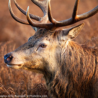 Buy canvas prints of Bushy Royal Park Deer Stag by Steve Hughes