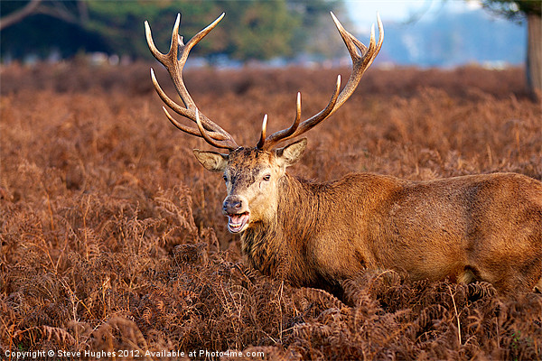 Deer Stag at Bushy Park Picture Board by Steve Hughes