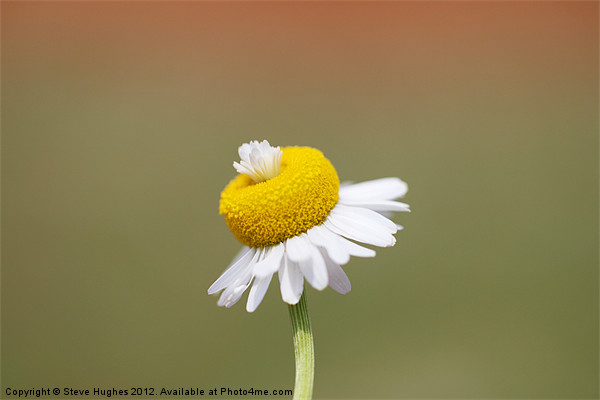 Daisy flower macro Picture Board by Steve Hughes