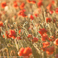 Buy canvas prints of Poppy field in Golden Hour by Steve Hughes