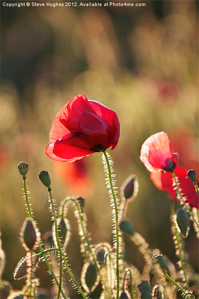 Poppy Standing Proud Picture Board by Steve Hughes