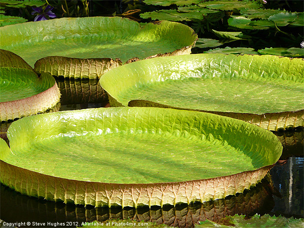 Giant Lilly Pads Picture Board by Steve Hughes