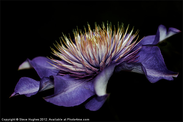 Purple Clematis flower Picture Board by Steve Hughes