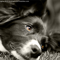 Buy canvas prints of Loveable Rescued Border Collie dog by Steve Hughes