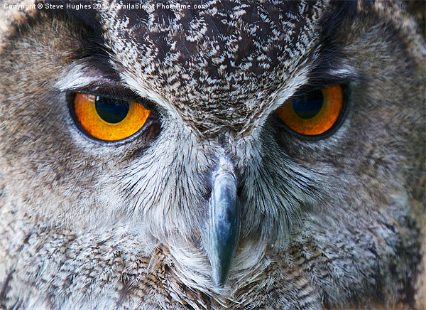 Eagle Owl Eyes Picture Board by Steve Hughes