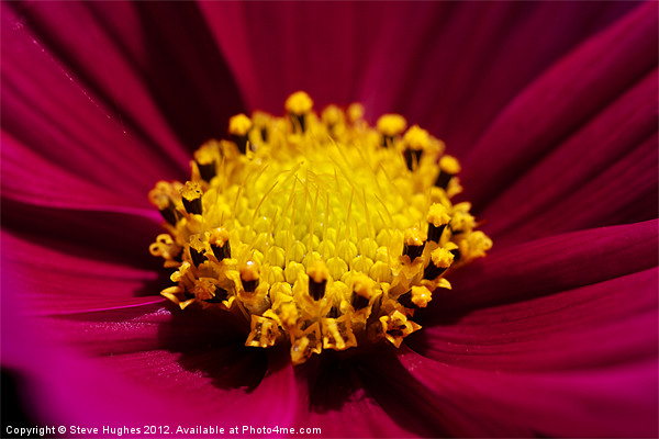 Cosmos flower in full bloom Picture Board by Steve Hughes