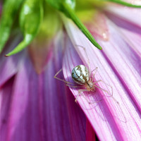 Buy canvas prints of Spider on Pink Cosmos flower by Steve Hughes