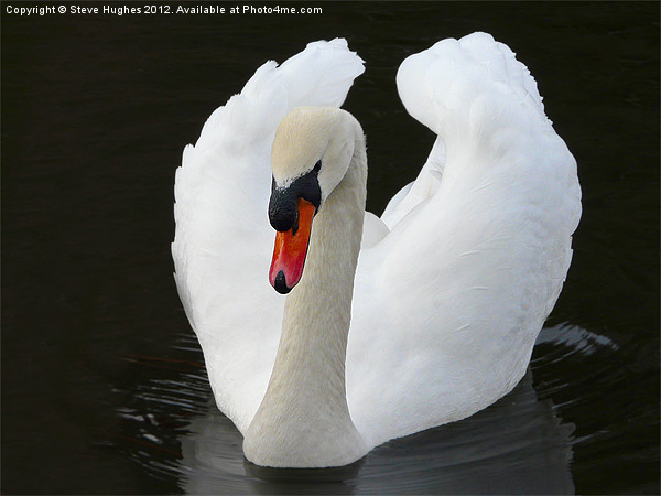 Imposing Mute Swan Picture Board by Steve Hughes