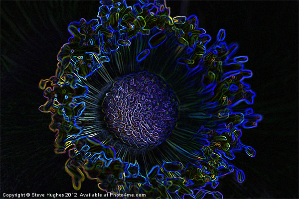 Glowing edges of an Anemone Picture Board by Steve Hughes