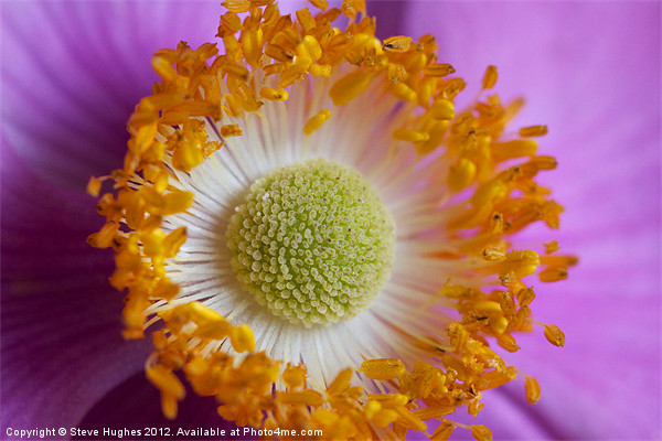 Macro of Anemone flower Picture Board by Steve Hughes