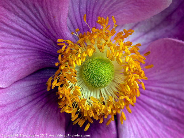 Pink Anemone flower macro Picture Board by Steve Hughes