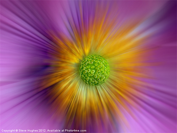 Planet Anemone Picture Board by Steve Hughes