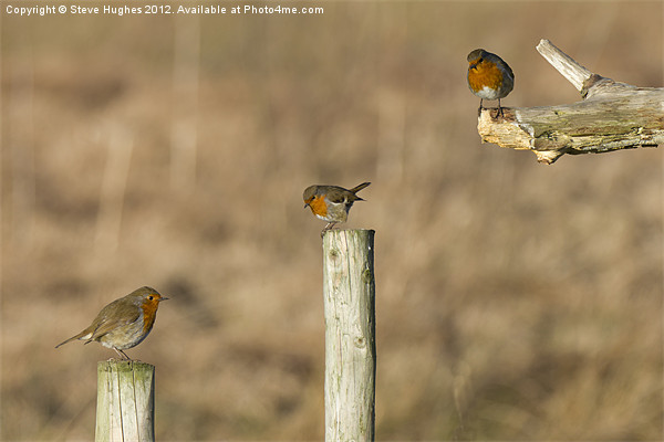 Three Robins Erithacus rubecula Picture Board by Steve Hughes