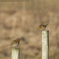 Buy canvas prints of Two Perched (Erithacus rubecula) by Steve Hughes