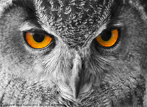 European Eagle Owl Bright eyes Picture Board by Steve Hughes