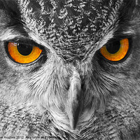 Buy canvas prints of European Eagle Owl Bright eyes by Steve Hughes