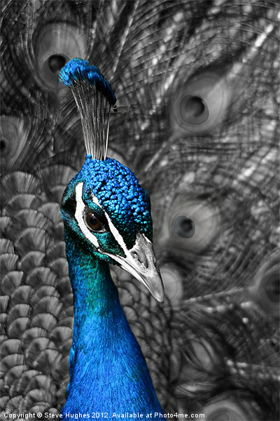 Blue Peacock Picture Board by Steve Hughes
