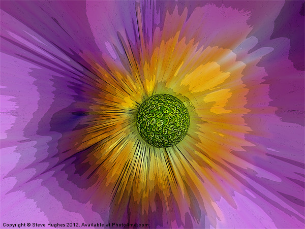 Anemone explosion art Picture Board by Steve Hughes