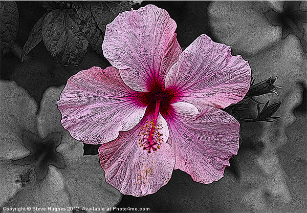 Pink Hibiscus flower Picture Board by Steve Hughes