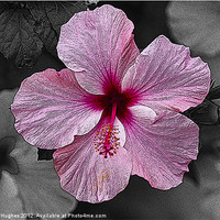 Buy canvas prints of Pink Hibiscus flower by Steve Hughes