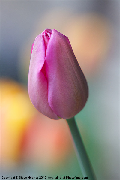 Pink Tulip about to burst Picture Board by Steve Hughes