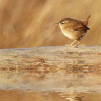 Buy canvas prints of Wren reflections by Steve Hughes