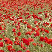 Buy canvas prints of Sea of red Poppies by Steve Hughes