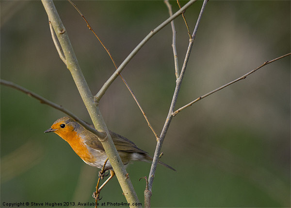 Perched Robin (Erithacus rubecula) Picture Board by Steve Hughes
