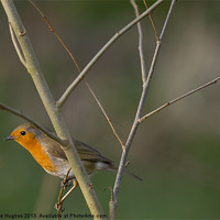 Buy canvas prints of Perched Robin (Erithacus rubecula) by Steve Hughes