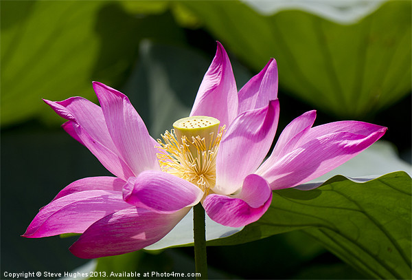 Pink Lotus flower Picture Board by Steve Hughes