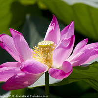 Buy canvas prints of Pink Lotus flower by Steve Hughes