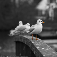 Buy canvas prints of Gulls by the Thames by Steve Hughes
