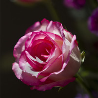 Buy canvas prints of Single Pink Rose flower by Steve Hughes