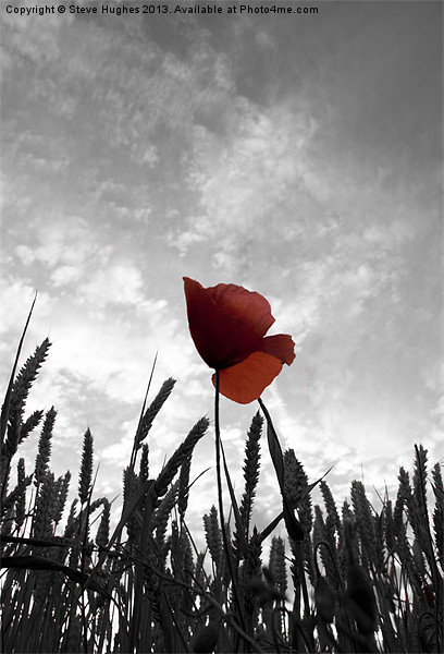 Red Poppy Amongst the Wheat Picture Board by Steve Hughes