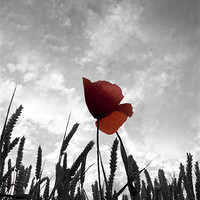 Buy canvas prints of Red Poppy Amongst the Wheat by Steve Hughes